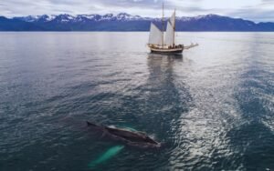 Reykjavik Whale watching