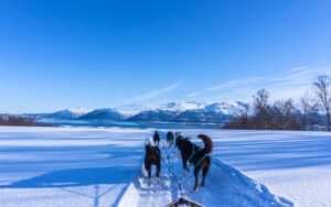 Alta Norway dog sledding